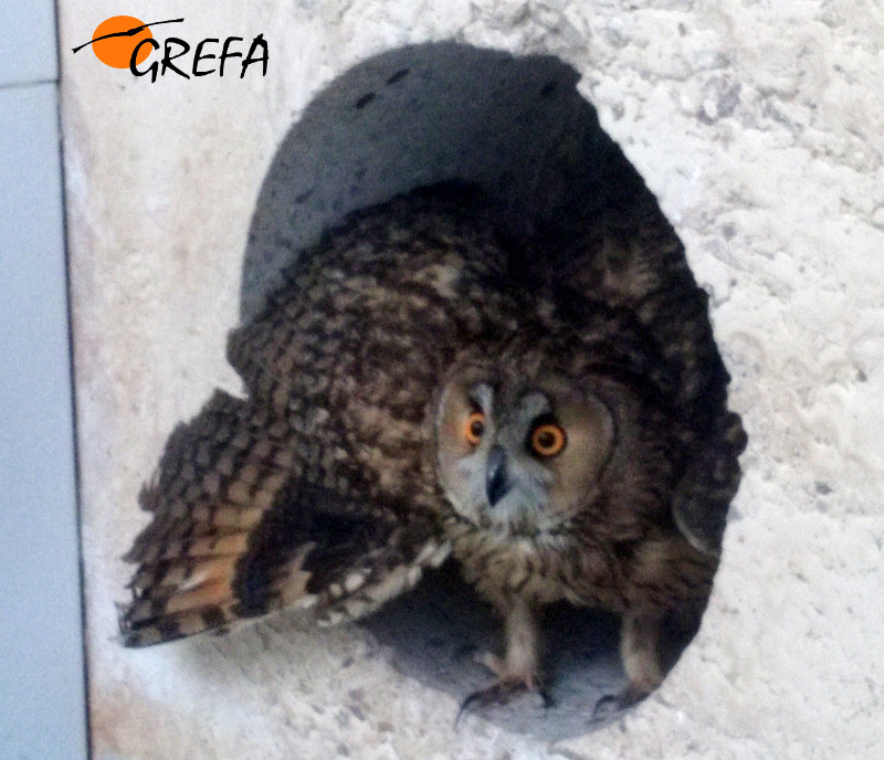 Búho chicoen las instalaciones de enfermería.