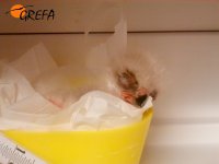 Polluelo en el momento de la "siesta"