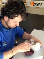 Pablo Izquierdo, responsable en GREFA de cría en cautividad, ceba a uno de los pollos.