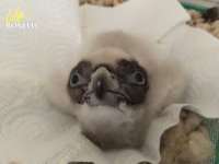 Pollo de quebrantahuesos a los pocos días de nacer, en la nursería del centro "Guadalentín".