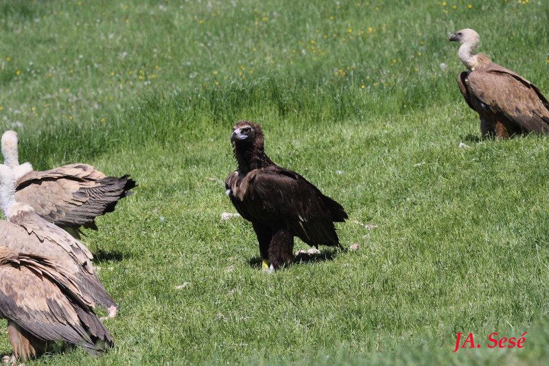 Muntaner, buitre negro en el PAS de Garcipollera. Foto: José Antonio Sesé