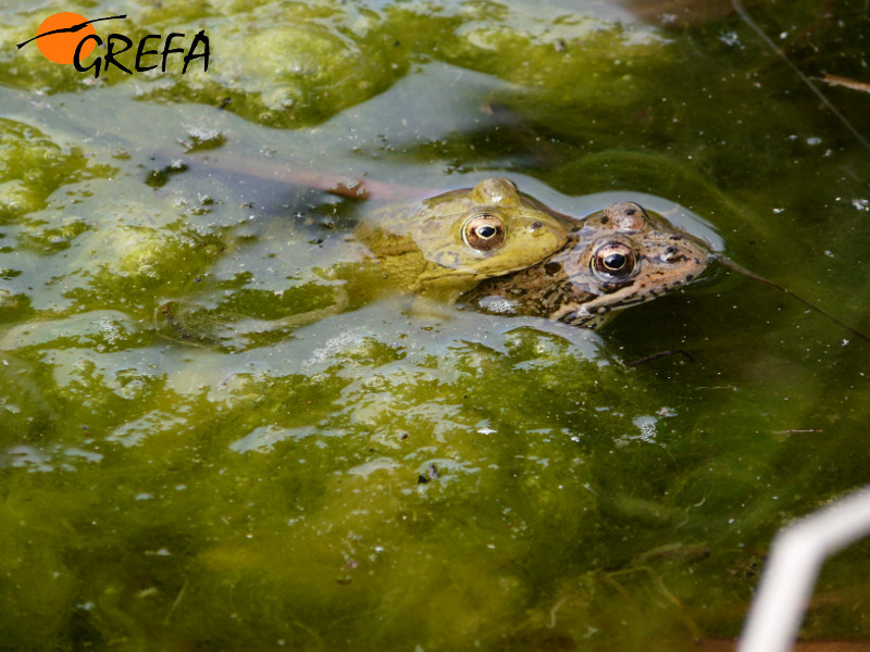 Copula de rana común