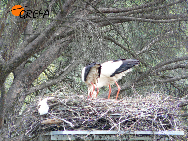 Nido de cigüeñas en GREFA