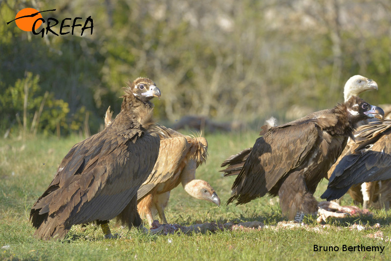 Coma y Quasimodo en Grands Causses, Bruno Berthemy