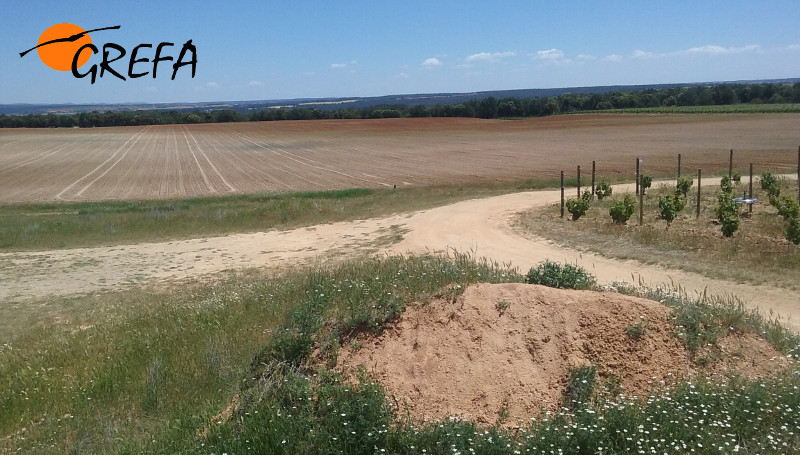 Paisaje de las viñas del Bosque Matasnos