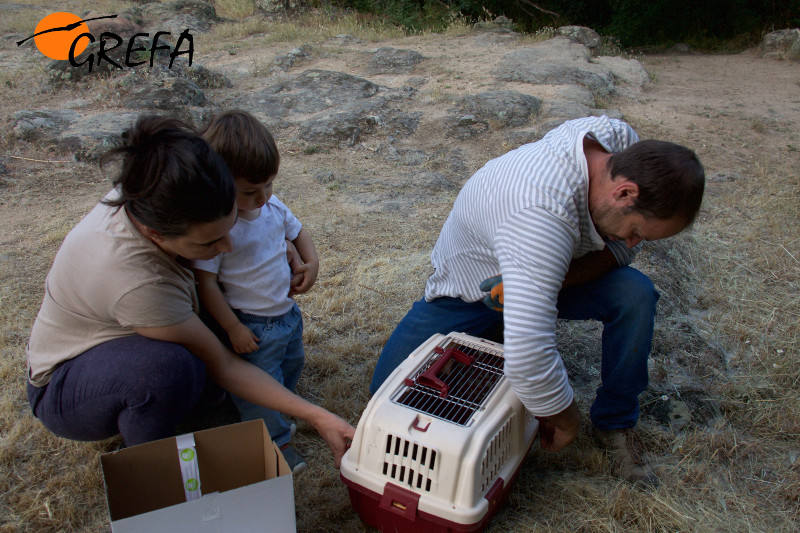 Liberación de cinco erizos