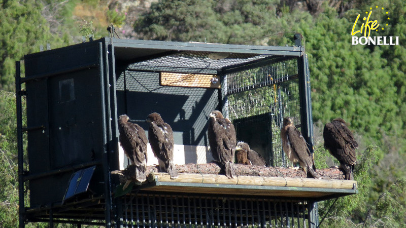 Las nuevas águilas de bonelli en el hacking