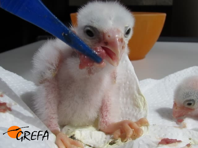 Pollo de cernícalo primilla en la nuersería de GREFA