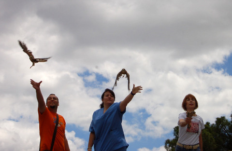 Libreración de tres cernícalos vulgares durante la Jornada de Puertas Abiertas en 2014
