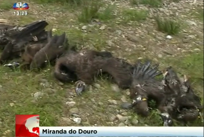 Hallan muertos en Portugal a cuatro buitres negros y un alimoche
