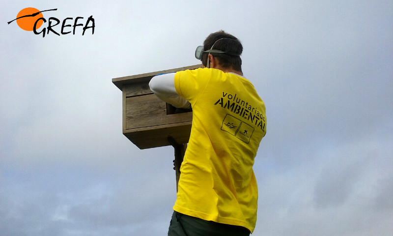 Un voluntario ayuda en la instalación de una caja nido para cernícalo vulgar en Villalar de los Comuneros (Valladolid). Foto: GREFA.