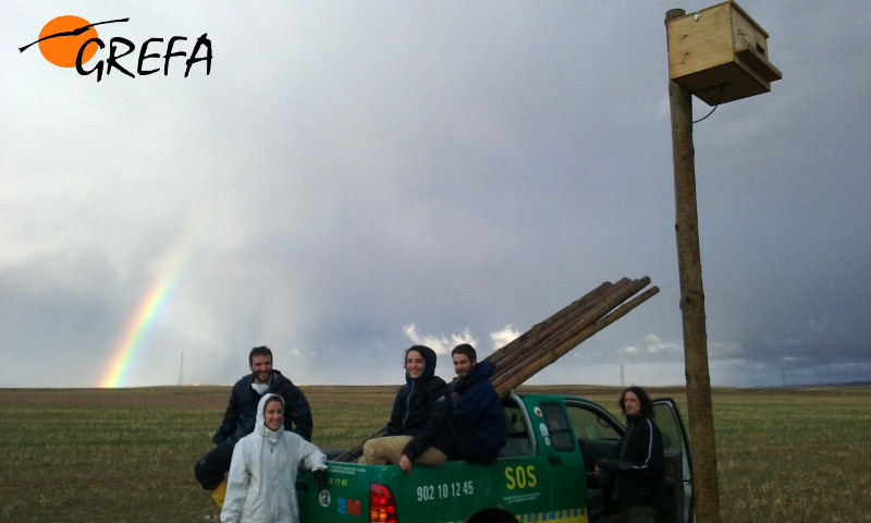 Varios voluntarios junto al nidal para cernícalo vulgar que acaban de instalar en un campo de Villalar de los Comuneros (Valladolid). Foto: GREFA.