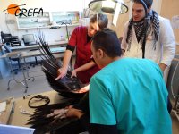Examinando en la enfermería de GREFA al buitre negro procedente del centro de El Chaparrillo.