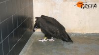 El buitre negro recogido en el centro de recuperación de El Saler (Valencia) descansa en GREFA durante la cuarentena.