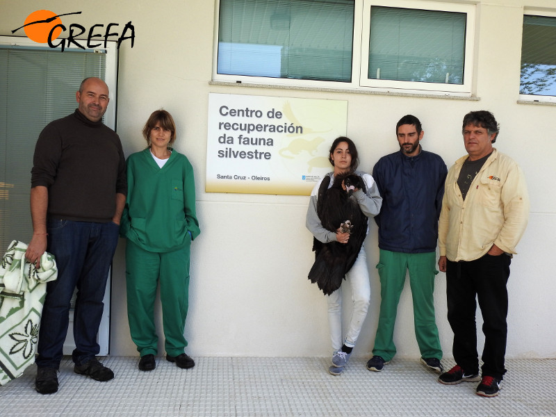 Equipos de veterinarios y rehabilitadores del centro de Santa Cruz de Oleiros (A Coruña) y GREFA posan junto al buitre negro cedido por Galicia.