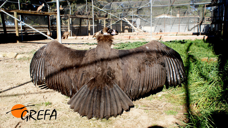 El buitre negro recogido en Santa Cruz de Oleiros extiende sus majestuosas alas en el momento de la entrada en la jaula de musculación y socialización de GREFA.
