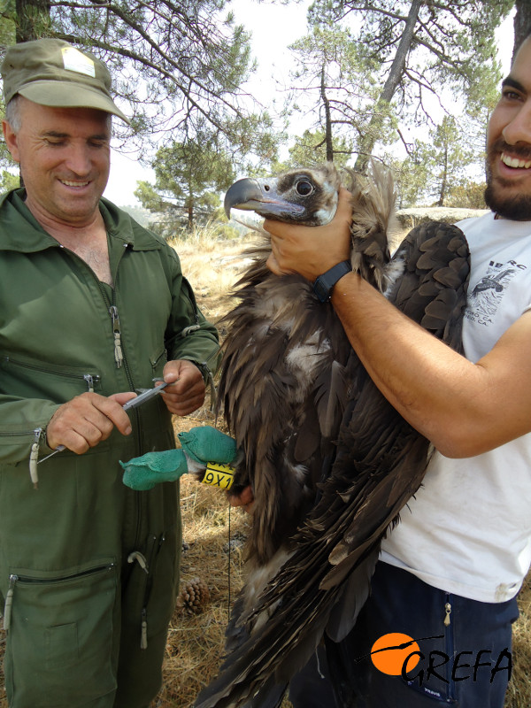 A la izquierda, Víctor García Matarranz, del Magrama, durante el marcaje con emisor del buitre negro 'Hoz' en 2009, ayudado por Juan José Iglesias, de GREFA.