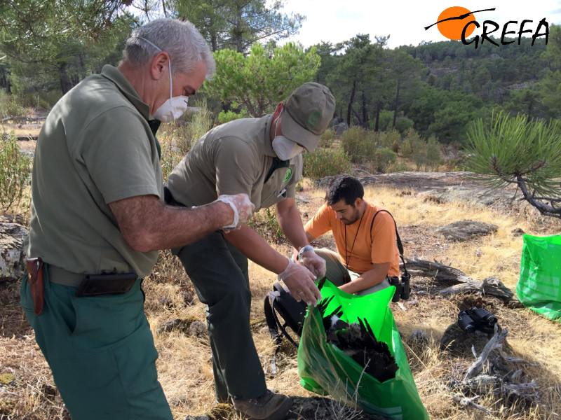 Recogida de los restos de 'Hoz' por agentes de medio ambiente de la Junta de Castilla y León, ayudados por un miembro de GREFA.