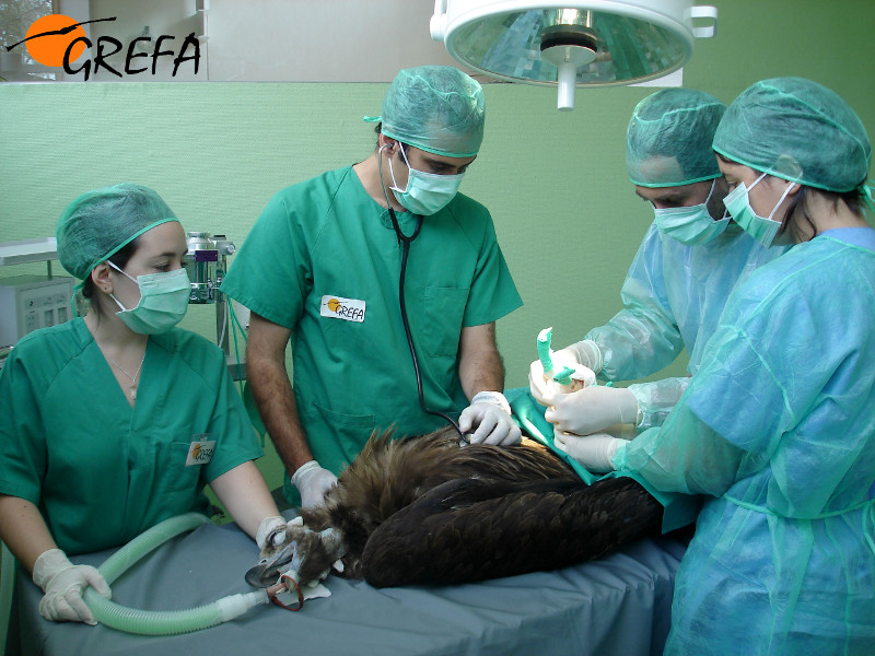 El equipo veterinario de GREFA realiza una intervención quirúrgica a un buitre negro. Foto: GREFA.