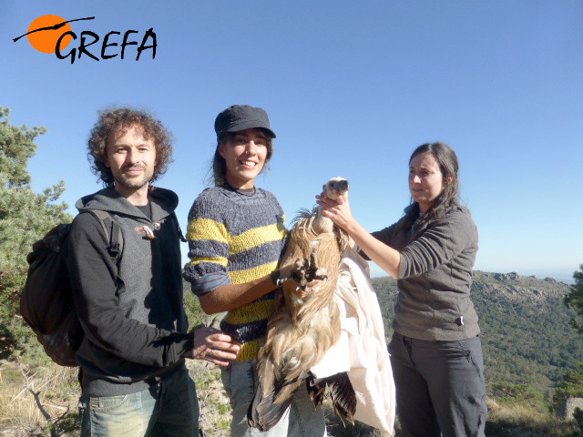 Javi, Carolina y nuestra compañera Virginia con el buitre rescatado.
