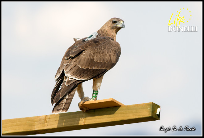 'Turón' durante su estancia en el hacking madrileño desde donde echó a volar, con el emisor al dorso. Foto: Sergio de la Fuente.