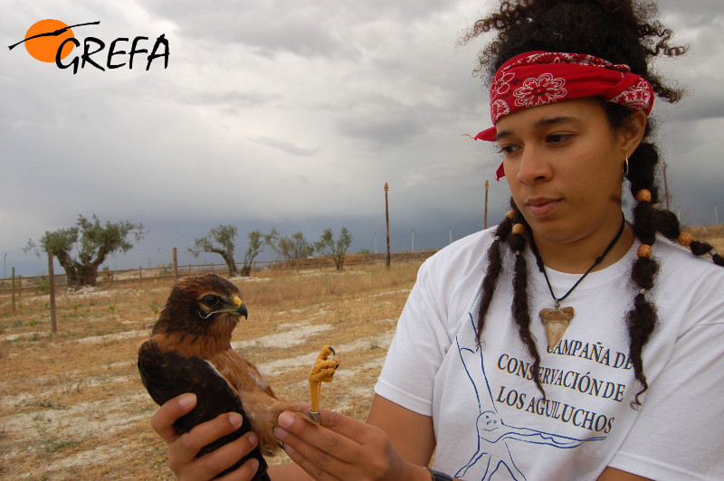 Una voluntaria sostiene un pollo de aguilucho cenizo rescatado en una zona agrícola madrileña con nidos de esta especie (foto: GREFA).