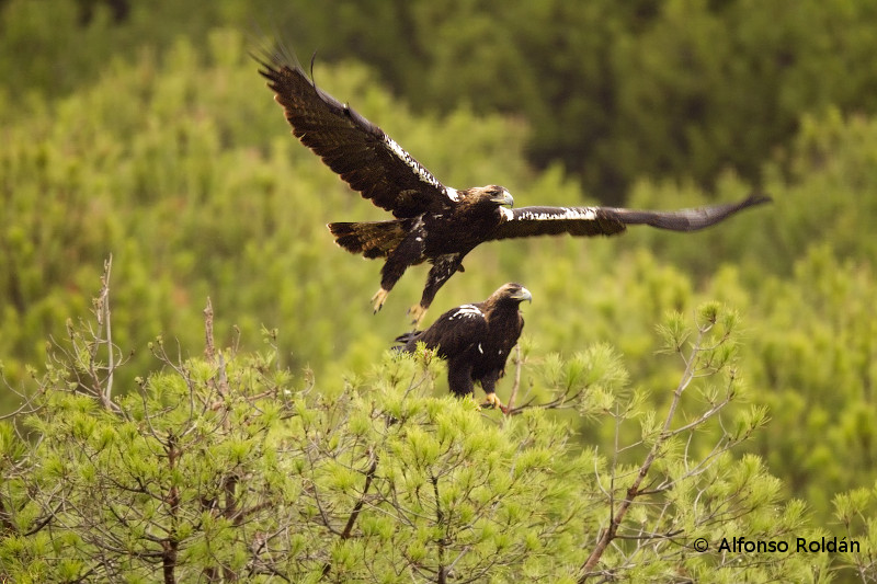 Pareja de águilas imperiales adultas fotografiadas desde un hide de la empresa Alpasín. Foto: Alfonso Roldán.