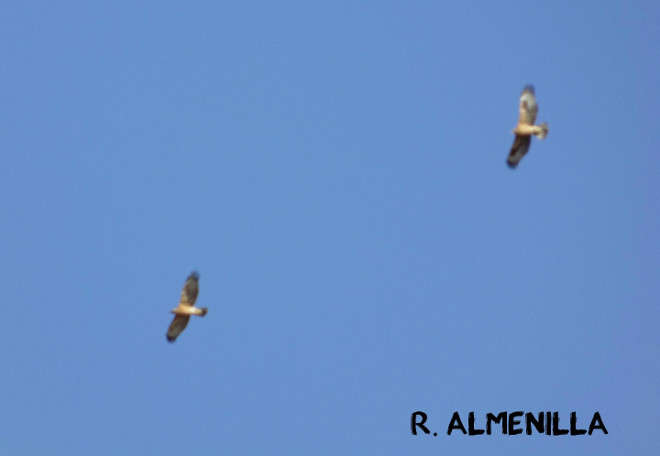 'Argonne', junto a otra águila de Bonelli no registrada en el proyecto LIFE Bonelli.