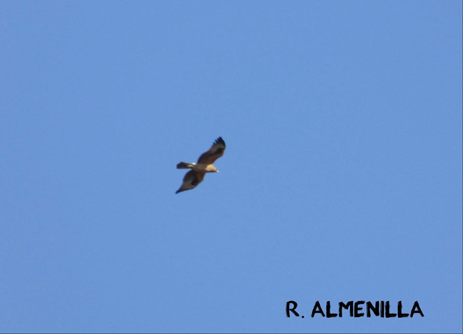 'Argonne' sobrevuela el Parque Regional del Sureste (Madrid).