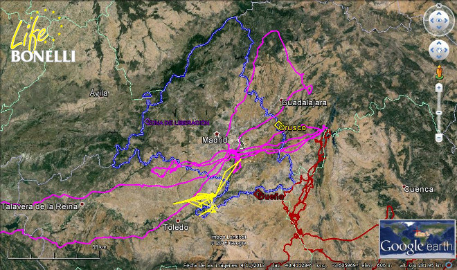 Movimientos de las águilas de Bonelli 'Argonne', 'Orusco' y 'Dueña'.