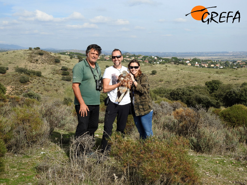 Instantes antes de la liberación, el milano real recuperado es sujetado por nuestro voluntario, acompañado de su pareja y de Ernesto, presidente de GREFA.