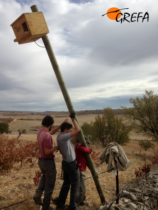 Momento de la colocación en el Refugio de Rapaces de Montejo (Segovia) de uno de los nidales del proyecto de control biológico de topillo.
