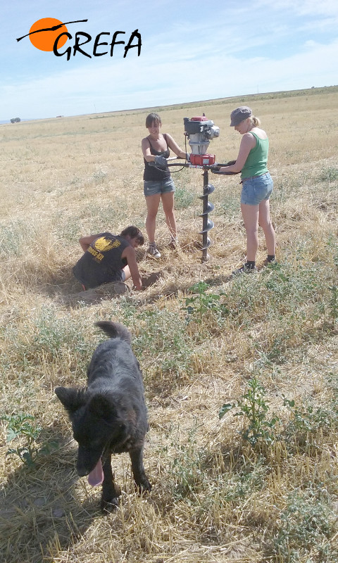 Voluntarios internacionales y miembros de GREFA haciendo los agujeros para la posterior instalación de los nidales