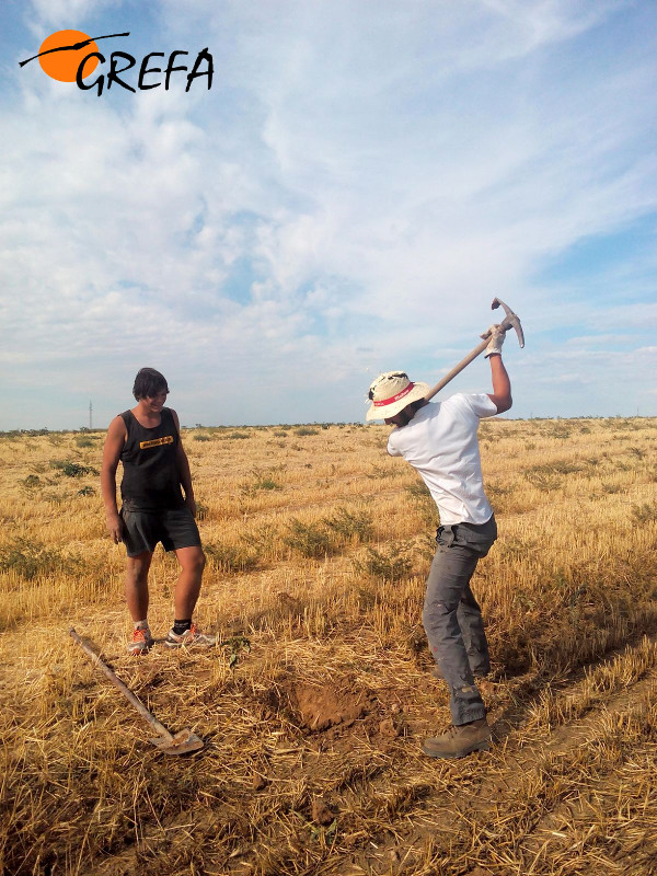 Voluntarios internacionales y miembros de GREFA haciendo los agujeros para la posterior instalación de los nidales