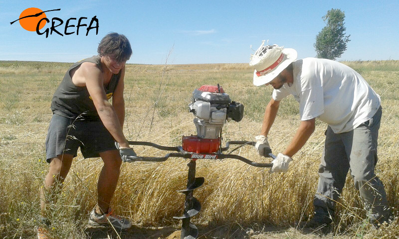 Voluntarios internacionales y miembros de GREFA haciendo los agujeros para la posterior instalación de los nidales