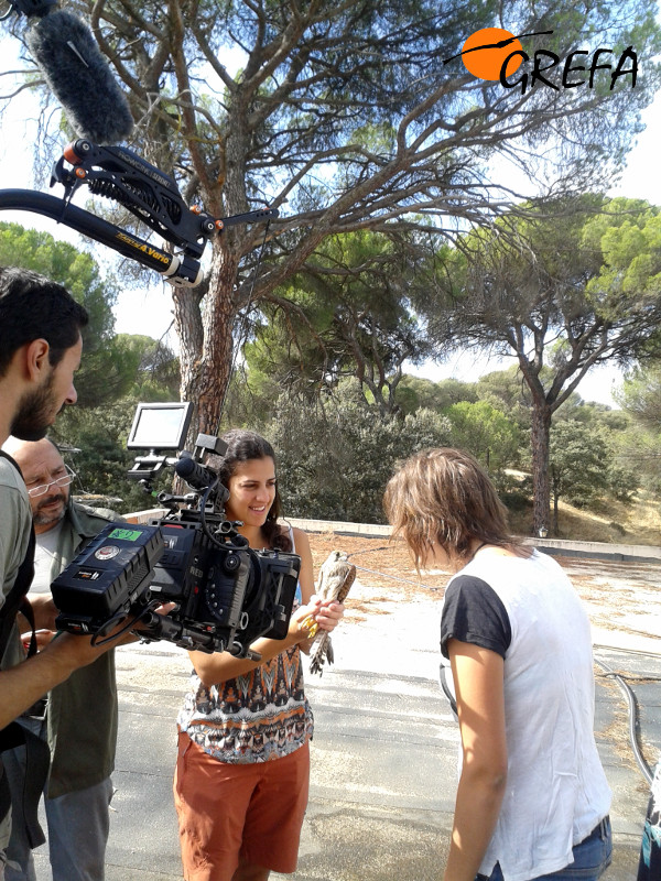 Un cámara de Visual Noise graba el momento en el que va a ser liberado un cernícalo vulgar recuperado por GREFA.