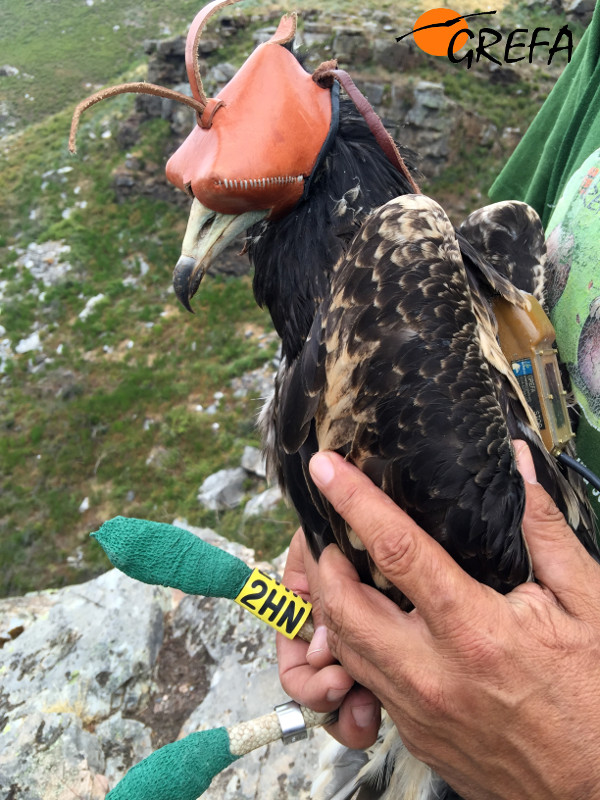 El alimoche marcado en Galicia, con el emisor visible, poco antes de de ser devuelto al nido.
