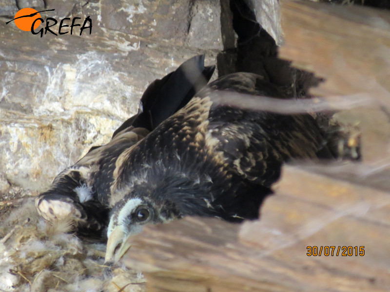 El joven alimoche en el nido, justo antes de ser retirado para su marcaje.