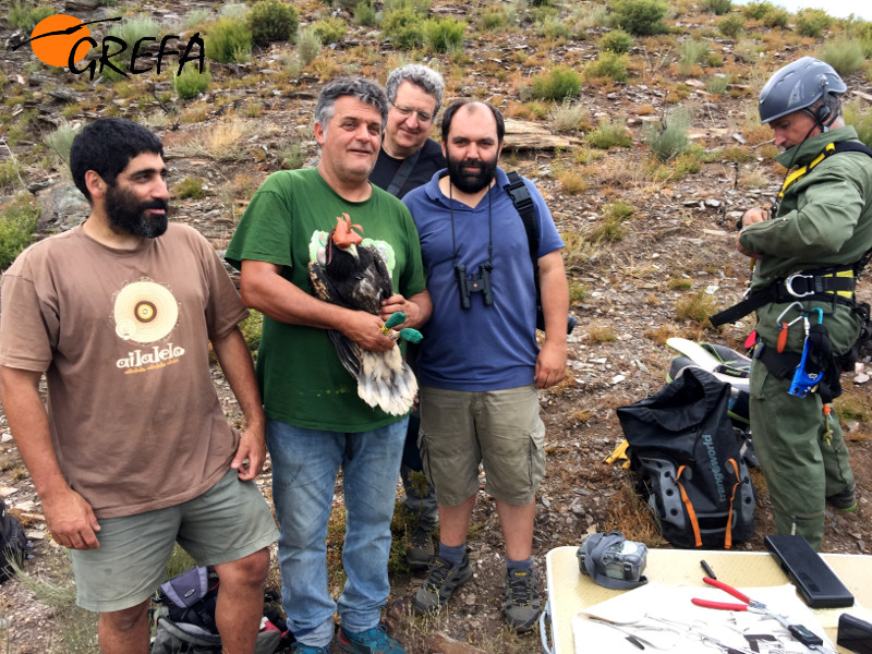 Xosé (GREFA), Ernesto (GREFA), Juanjo(Xunta de Galicia), Toupa (GREFA) y Víctor (MAGRAMA) preparandose para devolver el pollo de Alimoche al nido.