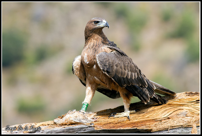 Magnífica estampa de 'Marne' en un punto de alimentación cercano al hacking, tras su reciente periplo por el centro y oeste ibéricos. Foto: Sergio de la Fuente.