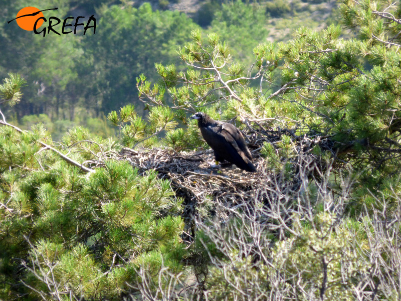 El macho 'Roi' posado en pino en inmediaciones de nido con antena emisor visible. Hijo de 'Menta' y 'Mario', ha sido el primer pollo en echar a volar este año en la colonia pirenaica.