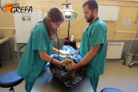 Veterinarios de GREFA revisan al buitre negro en el momento del ingreso