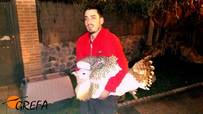 La avutarda es recogida por un miembro de GREFA en el chalé donde se encontró.aguilucho avutarda001