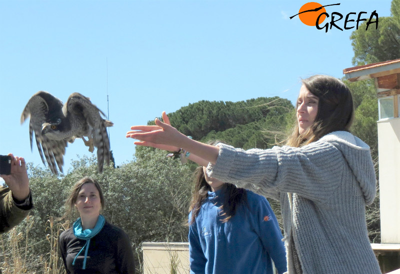Momento de la liberación del azor