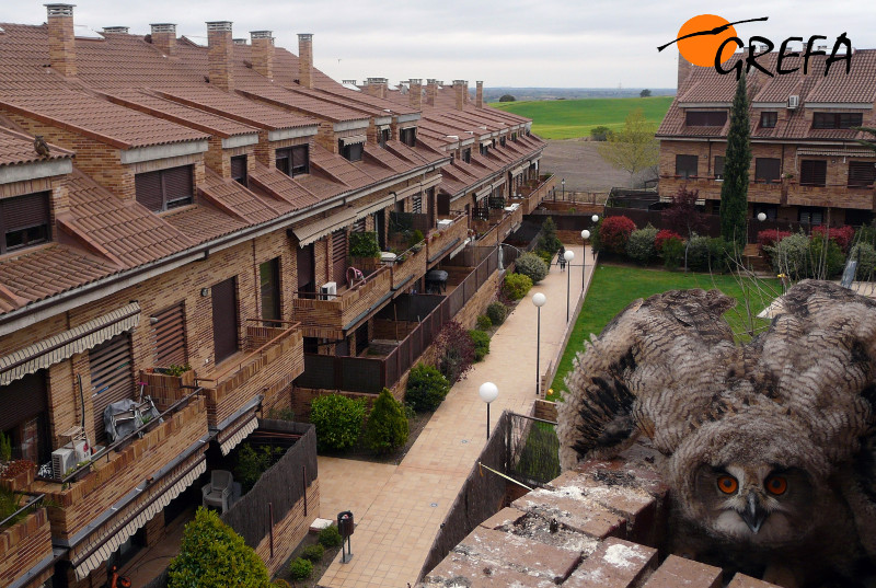 Desde una jardinera de una vivienda de Sevilla la Nueva (Madrid), los jóvenes búhos reales se muestran desafiantes ante la atenta mirada de la madre desde un tejado contiguo.