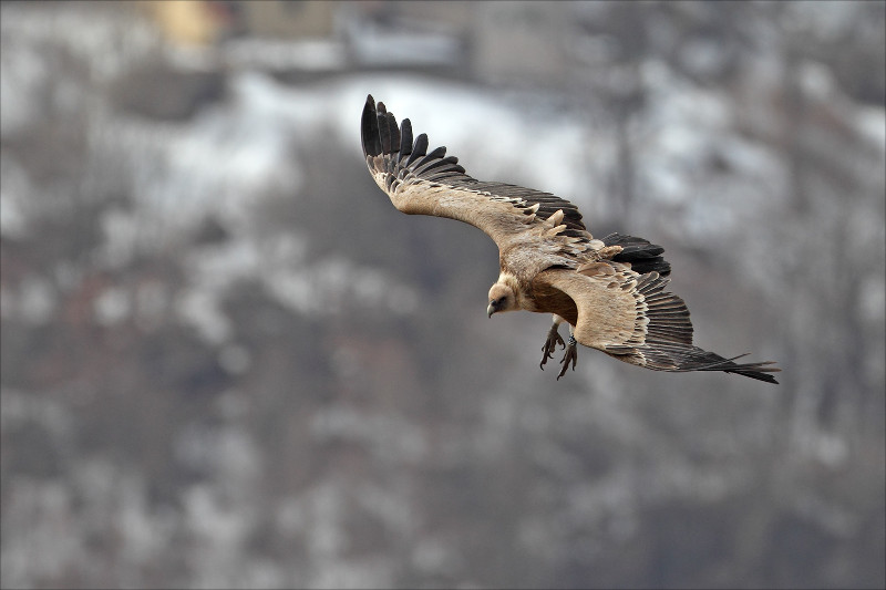 Buitre leonado en vuelo (foto: Parco dei Nebrodi)