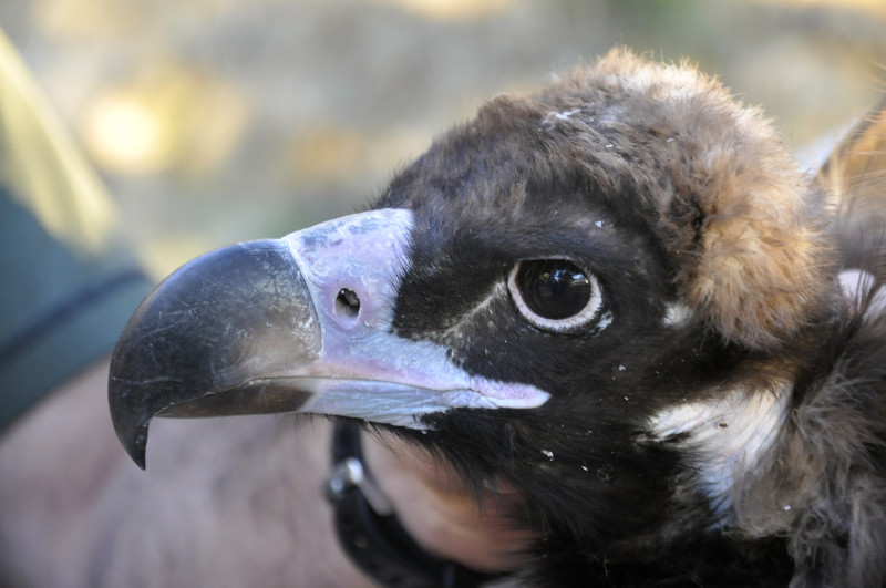 Manejo de un buitre negro del proyecto de reintroducción de la especie en el Pirineo catalán, similar al emprendido en la Sierra de la Demanda (Burgos). Foto: Equipo de trabajo Boumort-Alinyà.