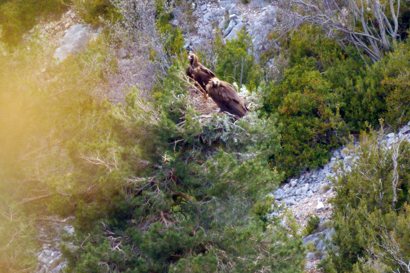 Montenegro' y 'Pline', la primera pareja en traer un pollo este año en la colonia pirenaica de buitre negro, en una foto tomada en su nido en 2015. Foto: Equipo de trabajo Boumort-Alinyà.