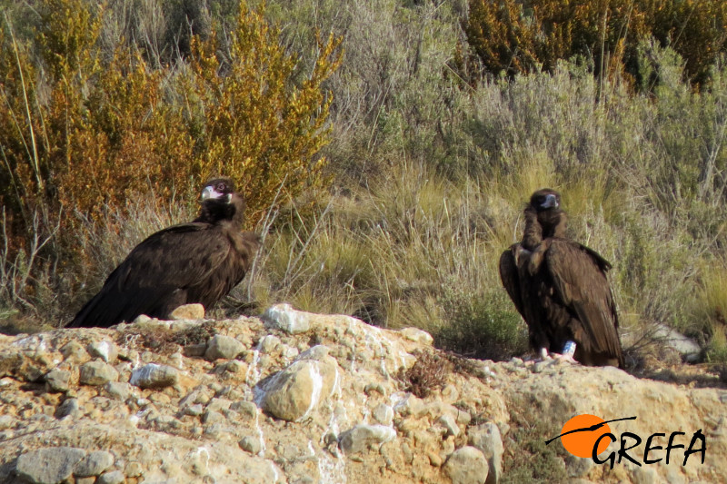 Buitres negros nacidos en la colonia de Pirineos, inspiradora del proyecto de La Demanda con esta especie. 