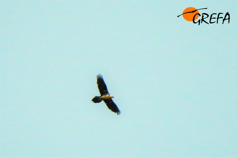 Quebrantahuesos "Cenarbe" en vuelo.